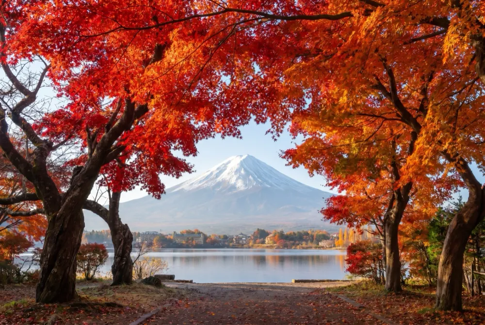 紅葉と富士山 — 11月の河口湖が最も美しい理由